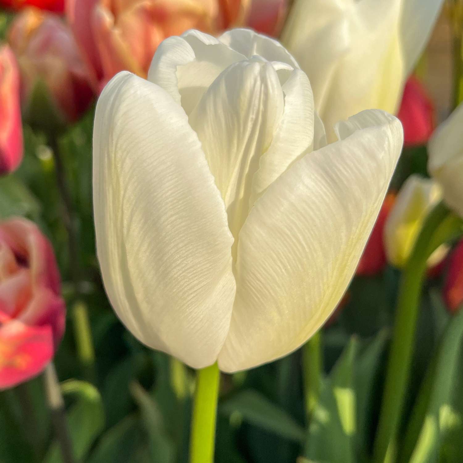 Tulipe 'Ivory Floradale'